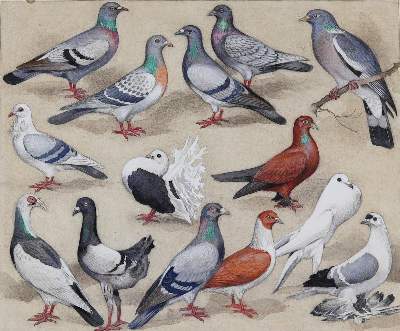 Bild Nr.2: 128-3408 Tauben: (Varia, Zoologie, Vögel)