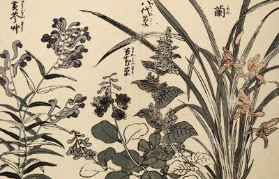 Bild Nr.1: 128-3595 Pflanzen.: (Ausland, China)