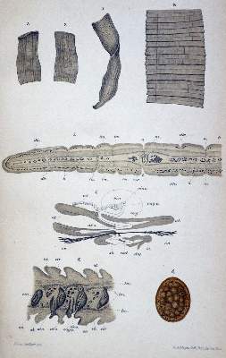 Bild Nr.1: 128-44 Knoop,F.: (Aus der Sammlung Professor Dr.Dr.Johannes Büttner Teil 1)