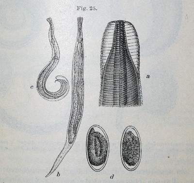 Bild Nr.1: 128-57 Mikroskopie.: (Aus der Sammlung Professor Dr.Dr.Johannes Büttner Teil 1)