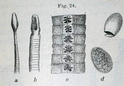 Bild Nr.2: 128-57 Mikroskopie.: (Aus der Sammlung Professor Dr.Dr.Johannes Büttner Teil 1)