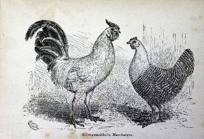 Bild Nr.1: 128-955 Buchoz,(P.J.).: (Land- und Forstwirtschaft, Tierhaltung, Geflügel)