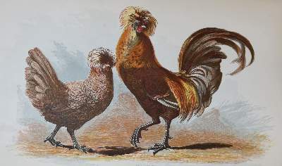 Bild Nr.1: 128-958 Ferguson,(G.).: (Land- und Forstwirtschaft, Tierhaltung, Geflügel)