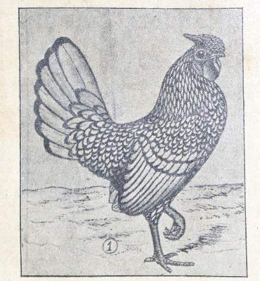 Bild Nr.1: 128-961 Gotthard,J.C.: (Land- und Forstwirtschaft, Tierhaltung, Geflügel)