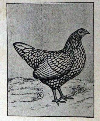 Bild Nr.2: 128-961 Gotthard,J.C.: (Land- und Forstwirtschaft, Tierhaltung, Geflügel)