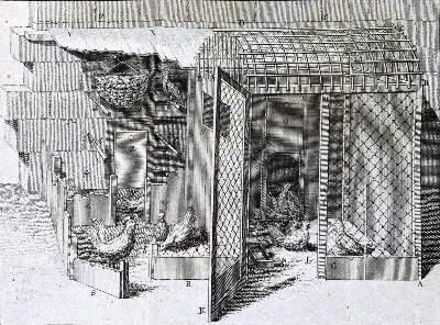 Bild Nr.1: 128-962 Krünitz,J.G.: (Land- und Forstwirtschaft, Tierhaltung, Geflügel)