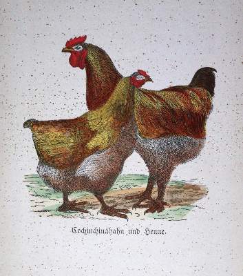 Bild Nr.1: 128-965 Löffler,C.: (Land- und Forstwirtschaft, Tierhaltung, Geflügel)