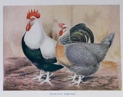 Bild Nr.1: 128-976 Sammlung: (Land- und Forstwirtschaft, Tierhaltung, Geflügel)