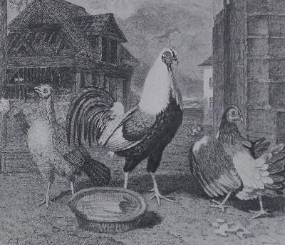 Bild Nr.1: 128-977 Sammlung: (Land- und Forstwirtschaft, Tierhaltung, Geflügel)