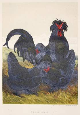 Bild Nr.1: 128-987 Tegetmeier,W.B.: (Land- und Forstwirtschaft, Tierhaltung, Geflügel)