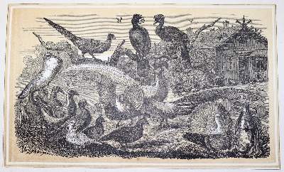 Bild Nr.1: 128-989 Wegener,J.F.W.: (Land- und Forstwirtschaft, Tierhaltung, Geflügel)