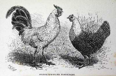Bild Nr.1: 128-992 Wingfield,W. u. G.W.Johnson.: (Land- und Forstwirtschaft, Tierhaltung, Geflügel)