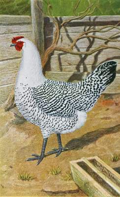 Bild Nr.1: 128-994 Zander,K.: (Land- und Forstwirtschaft, Tierhaltung, Geflügel)