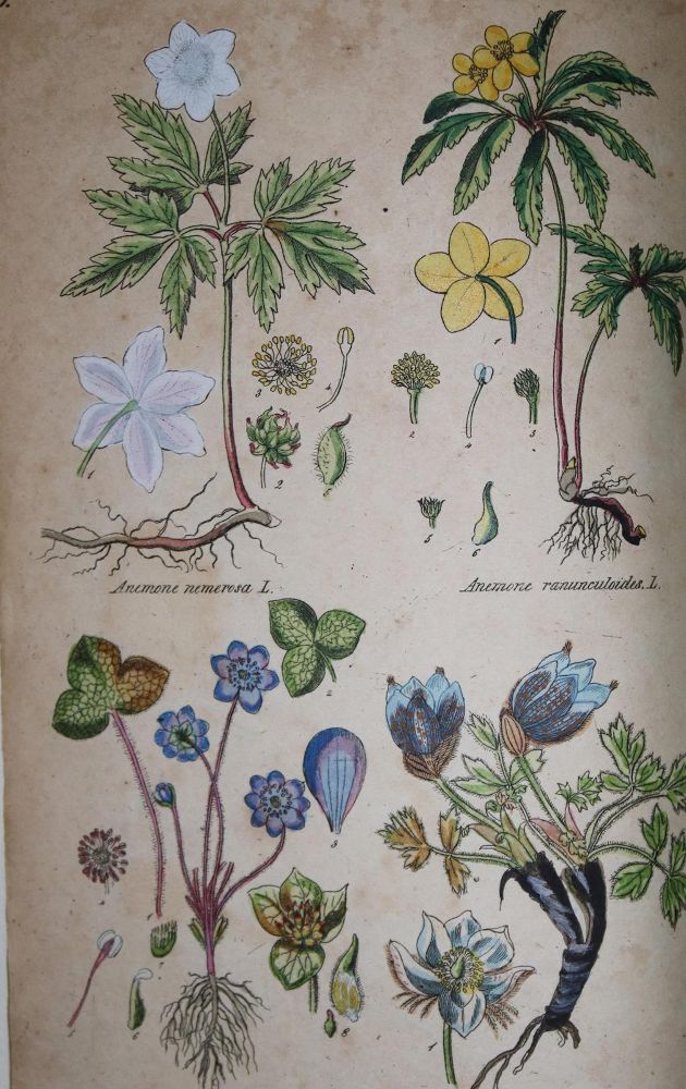 Große Abbildung Nr.1: 129-1345 Botanischer Atlas: (Botanik)