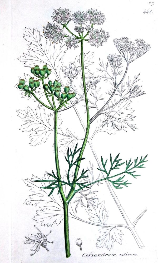Große Abbildung Nr.2: 129-1345 Botanischer Atlas: (Botanik)