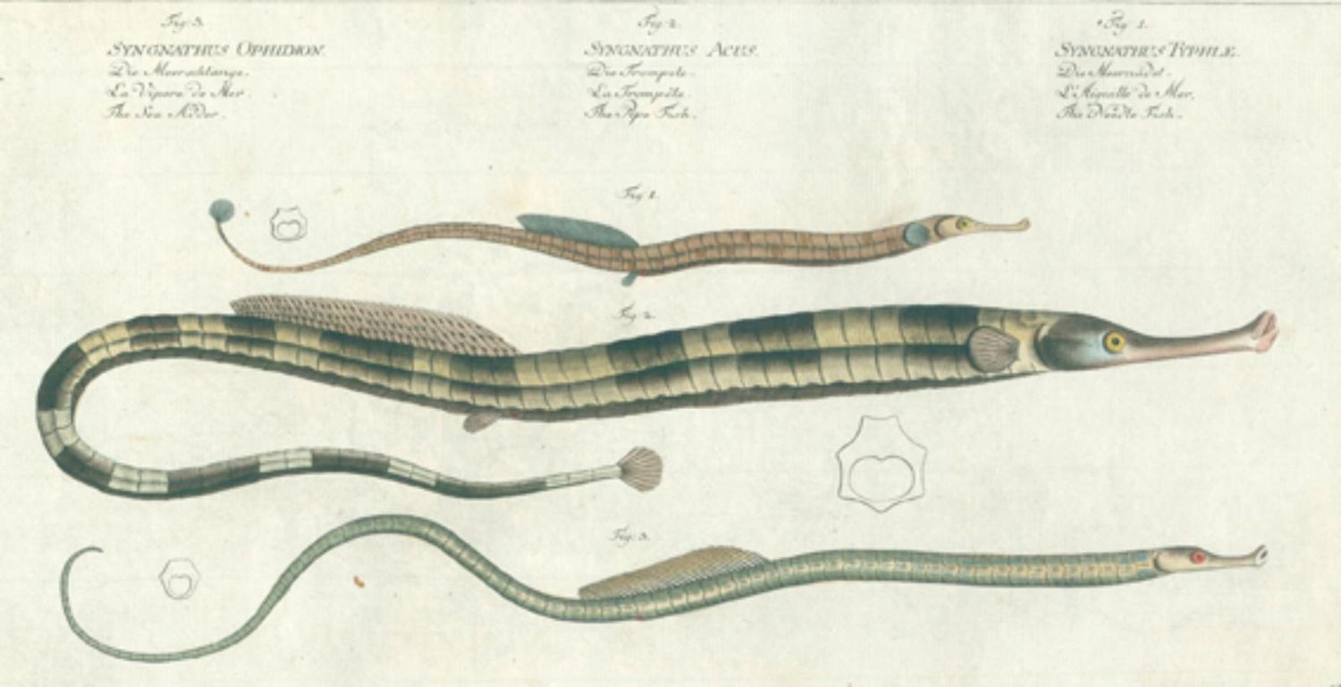 Große Abbildung Nr.1: 129-1347 Hand-Atlas: (Botanik)