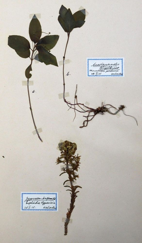 Große Abbildung Nr.1: 129-1348 Herbarium.: (Botanik, Herbarien)