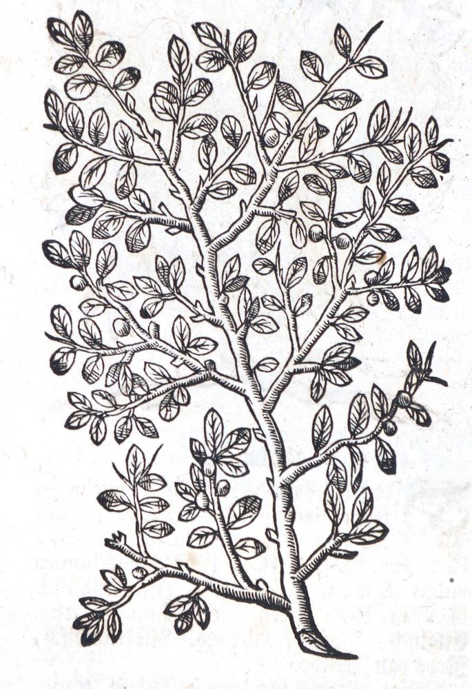 Große Abbildung Nr.2: 129-1351 (Zwinger,T.: (Botanik, Kräuterbücher)