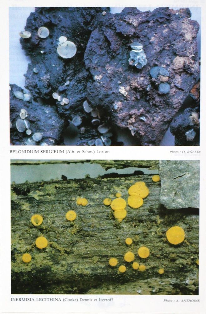 Große Abbildung Nr.2: 129-1354 Derbsch,H. u. J.A.Schmitt.: (Botanik, Pilze)