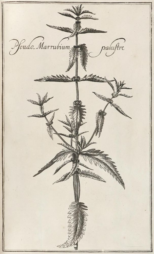 Große Abbildung Nr.3: 129-1357 Rivinus,A,Q.: (Botanik)