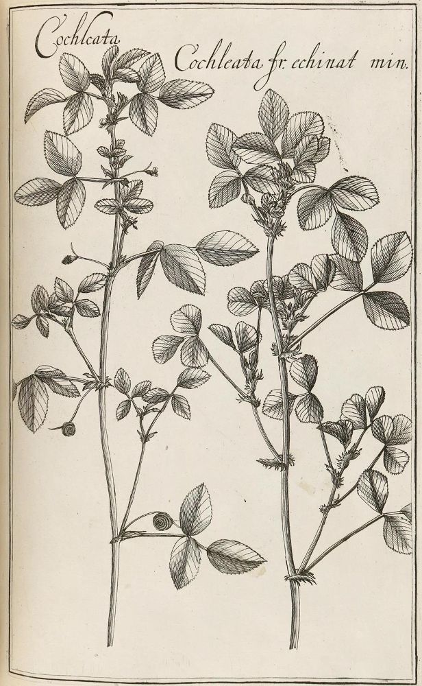 Große Abbildung Nr.5: 129-1357 Rivinus,A,Q.: (Botanik)