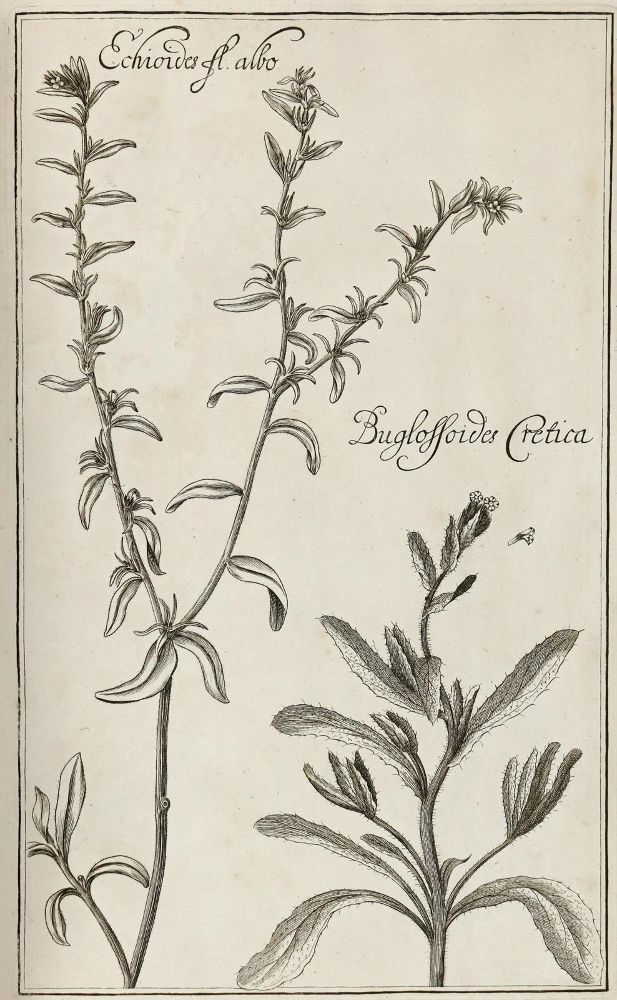 Große Abbildung Nr.9: 129-1357 Rivinus,A,Q.: (Botanik)