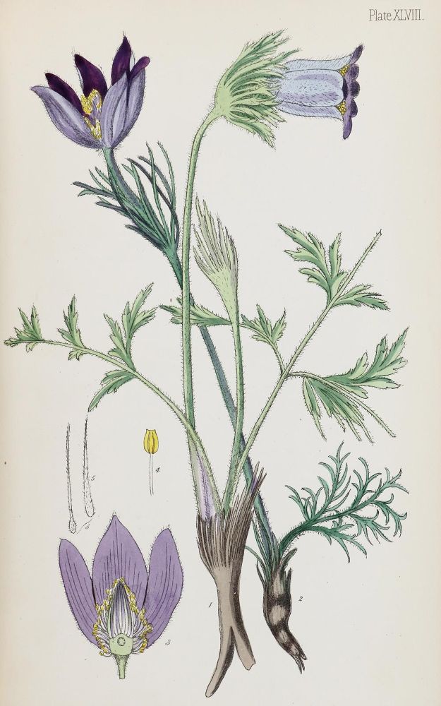 Große Abbildung Nr.1: 129-1380 Hamilton,E.: (Homöopathie)