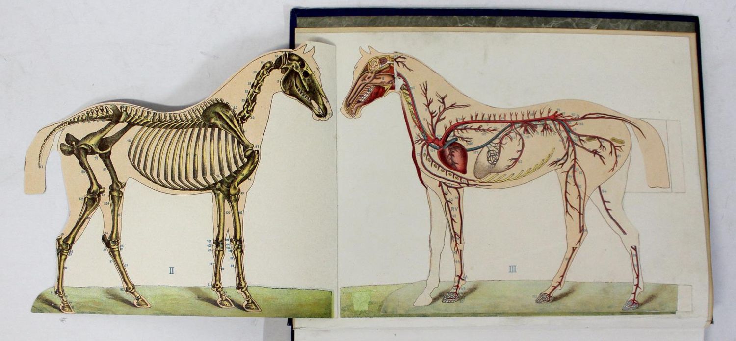 Große Abbildung Nr.1: 129-1414 Cassell's: (Zoologie)
