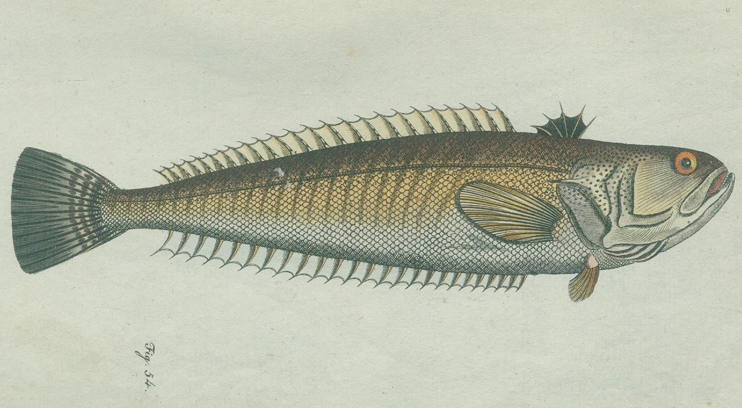 Große Abbildung Nr.2: 129-1421 Gmelin, C. C.: (Zoologie)