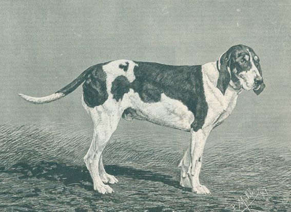 Große Abbildung Nr.1: 129-1422 Bylandt,H.A. Graaf van.: (Zoologie, Hunde)