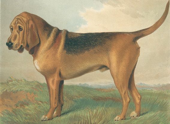Große Abbildung Nr.1: 129-1423 Shaw,V.: (Zoologie, Hunde)