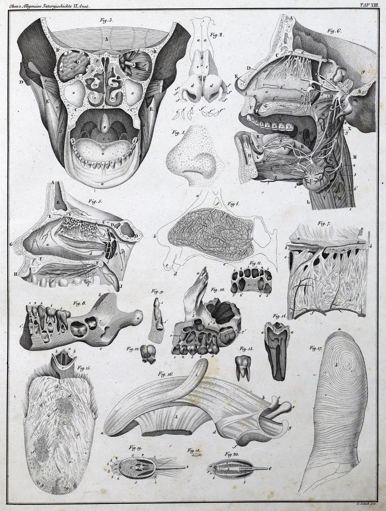 Große Abbildung Nr.1: 129-1428 Oken,L.: (Zoologie)