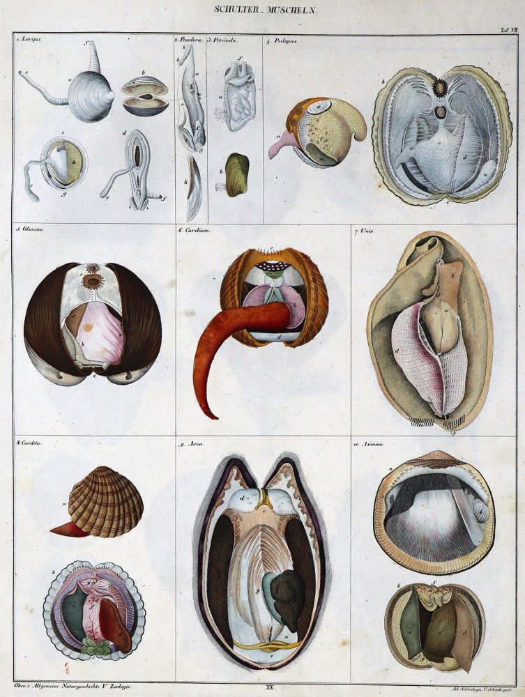 Große Abbildung Nr.2: 129-1428 Oken,L.: (Zoologie)