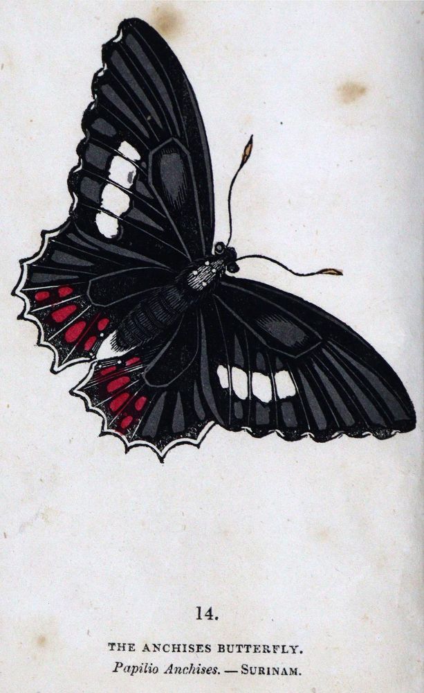 Große Abbildung Nr.2: 129-1432 Brown,T.: (Zoologie, Schmetterlinge)
