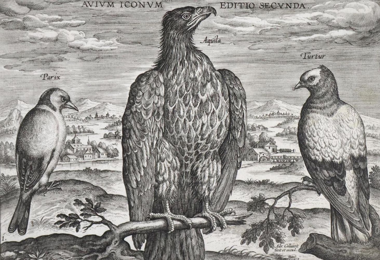 Große Abbildung Nr.1: 129-1433 Collaert, A.: (Zoologie, Vögel)