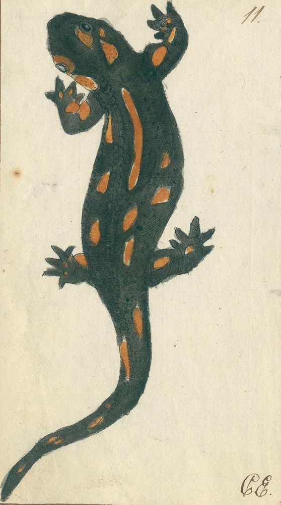 Große Abbildung Nr.2: 129-1436 Zoologie.: (Zoologie)