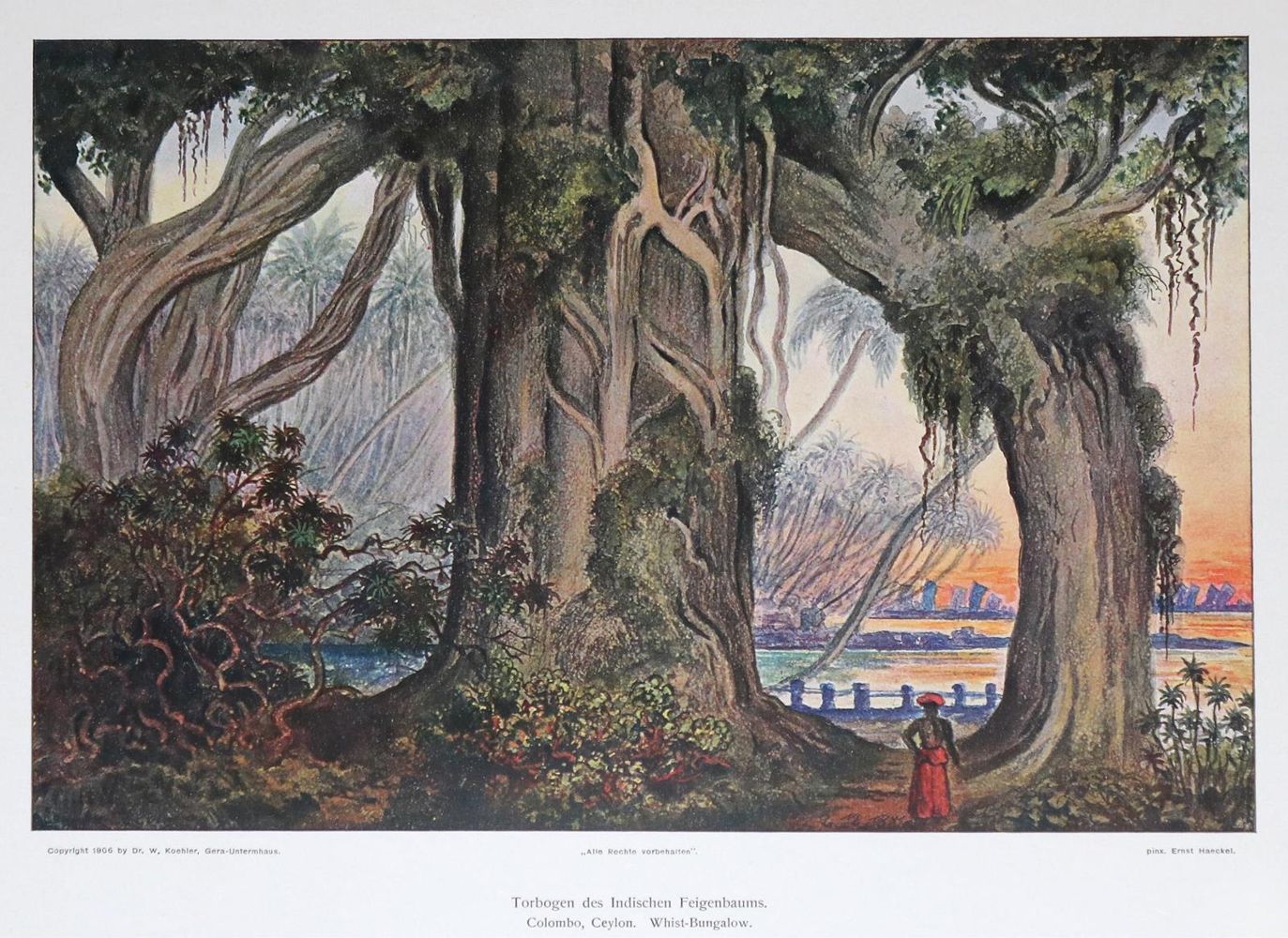 Große Abbildung Nr.1: 129-1532 Haeckel,E.: (Asien)