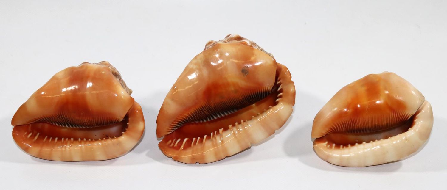 Große Abbildung Nr.2: 129-2678 Drei Tritonmuscheln: (Schmuck, Gemmen und Kameen)