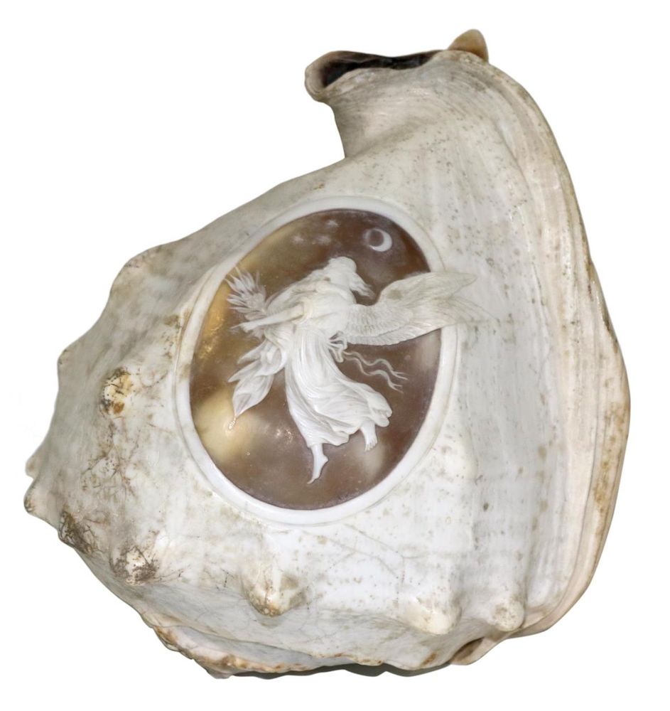 Große Abbildung Nr.1: 129-2681 Große Tritonmuschel: (Schmuck, Gemmen und Kameen)