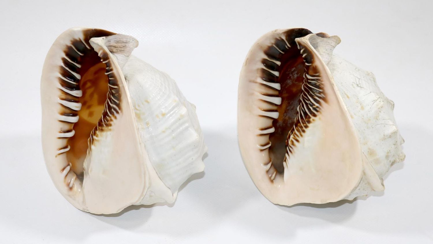 Große Abbildung Nr.2: 129-2692 Zwei Tritonmuscheln: (Schmuck, Gemmen und Kameen)