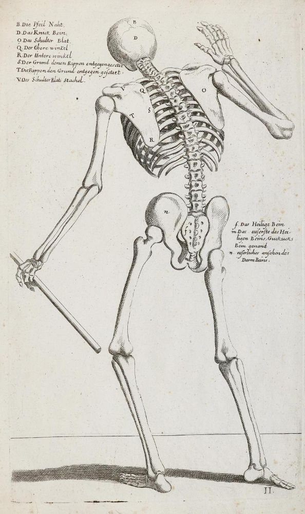 Große Abbildung Nr.1: 129-3025 Skelett: (Varia, Anatomie)