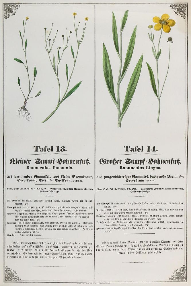 Große Abbildung Nr.1: 129-3035 Botanik.: (Varia, Botanik)
