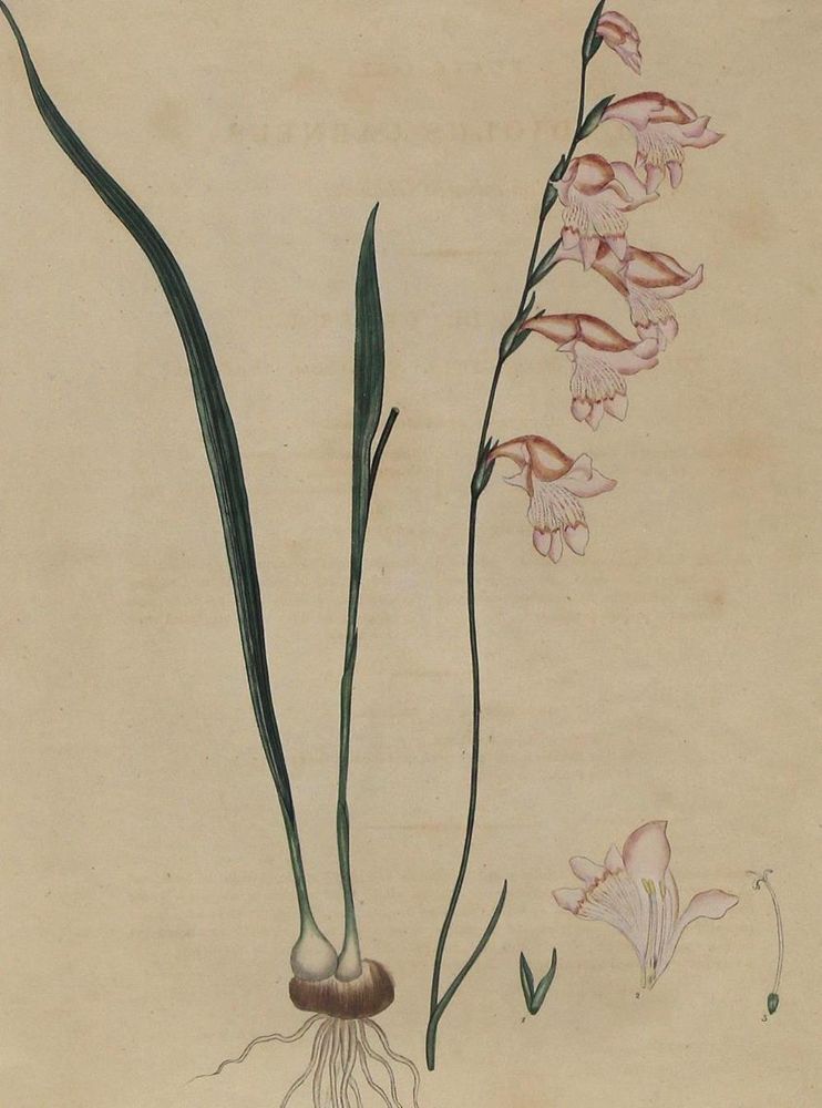 Große Abbildung Nr.1: 129-3038 Gladiolus Carneus.: (Varia, Botanik)