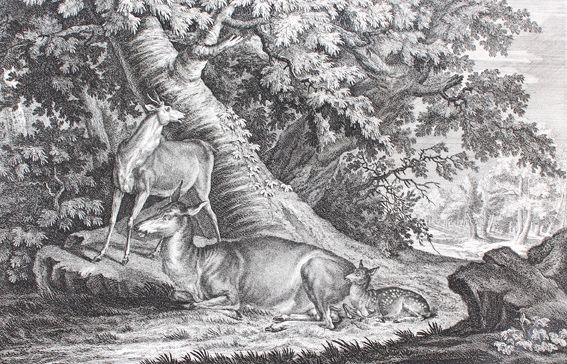 Große Abbildung Nr.1: 129-3071 Hirsch.: (Varia, Jagd, Ridinger)