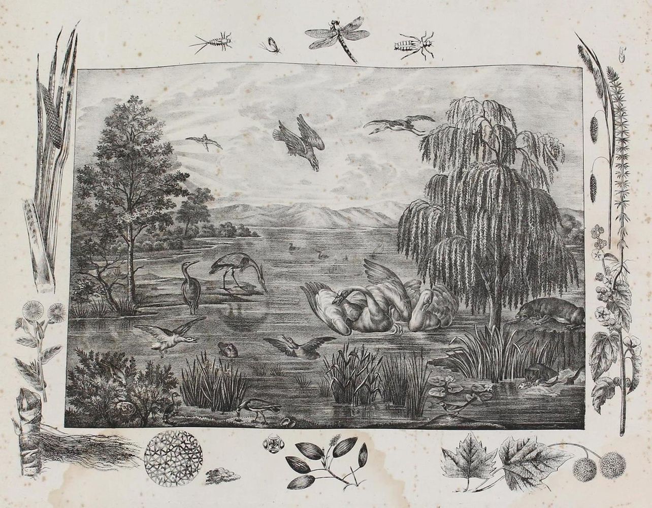 Große Abbildung Nr.3: 129-3151 Anschauungsbilder.: (Varia, Zoologie)