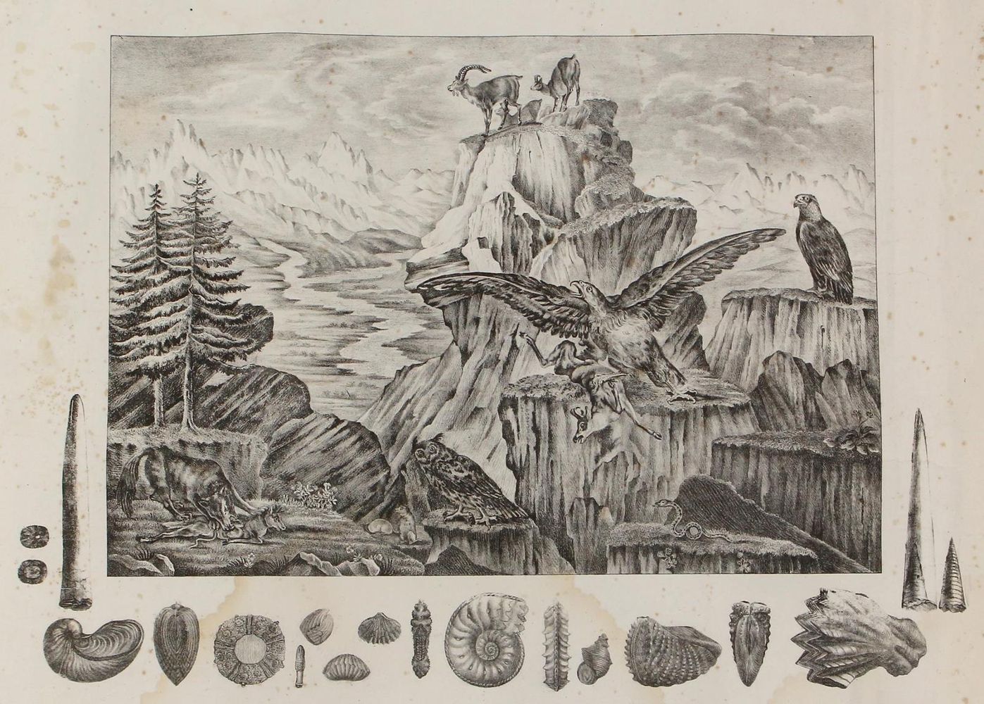 Große Abbildung Nr.5: 129-3151 Anschauungsbilder.: (Varia, Zoologie)