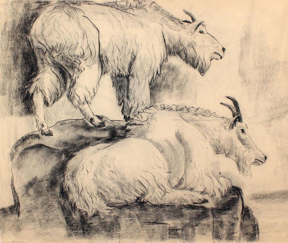 Große Abbildung Nr.1: 129-3152 Bergziegen.: (Varia, Zoologie)