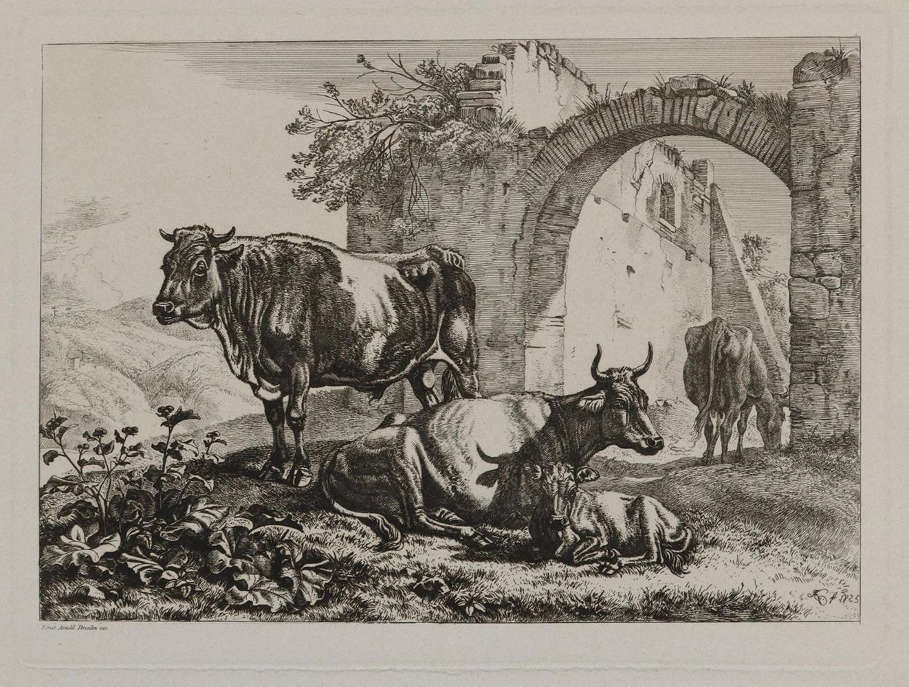 Große Abbildung Nr.1: 129-3153 Kühe.: (Varia, Zoologie)
