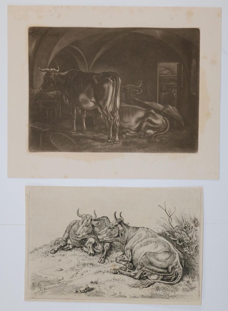 Große Abbildung Nr.2: 129-3153 Kühe.: (Varia, Zoologie)