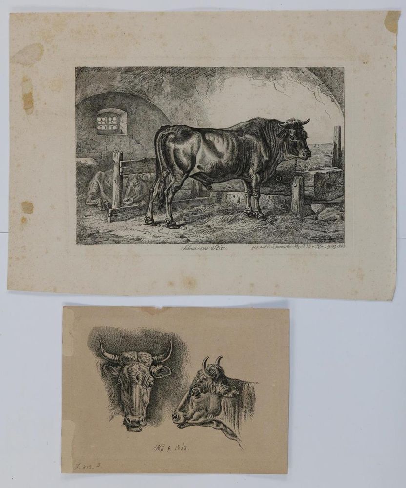 Große Abbildung Nr.3: 129-3153 Kühe.: (Varia, Zoologie)